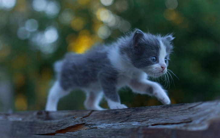 Cute kitten baby, furry, walking