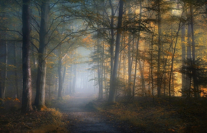 pathway between tall trees wallpaper, dirt path between trees with fog