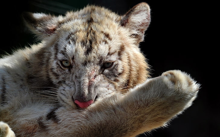 white and brown liger, tiger cub, muzzle, foot, wash, mammal