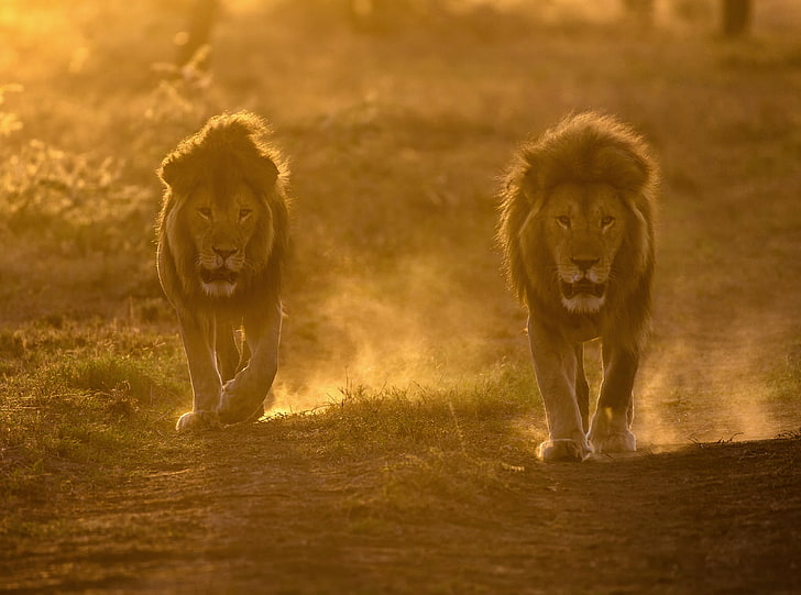HD wallpaper: Two Male Lions Habitat, Travel, Africa, Sunrise, View, Walking  | Wallpaper Flare
