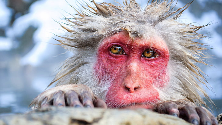white and pink monkey, animals, fur, nature, primate, japanese macaque, HD wallpaper