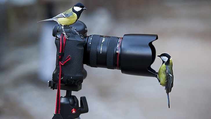 birds, great tit, focus on foreground, photography themes, animal themes