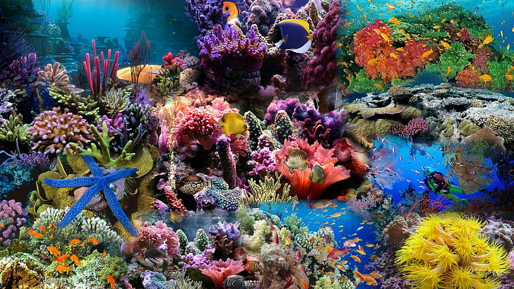 Undersea Life, corals and fish photo, water, aquarium, ocean, HD wallpaper