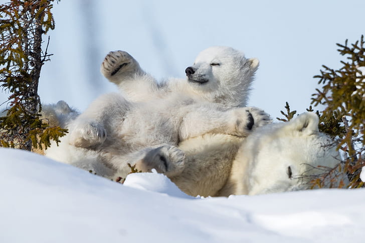 Bears, Polar Bear, Baby Animal, Cub, Snow, Wildlife, Winter, HD wallpaper