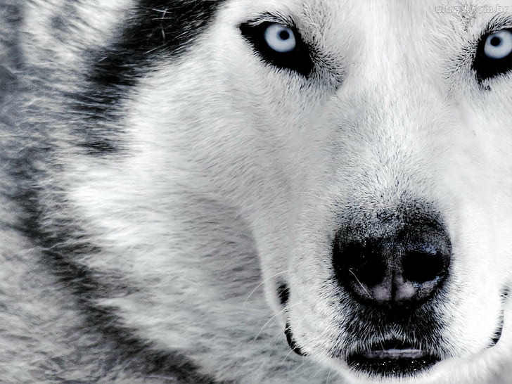 Featured image of post Lobo Wallpaper 4K Hd Wallpapers in ultra hd 4k 3840x2160 8k 7680x4320 and 1920x1080 high definition resolutions
