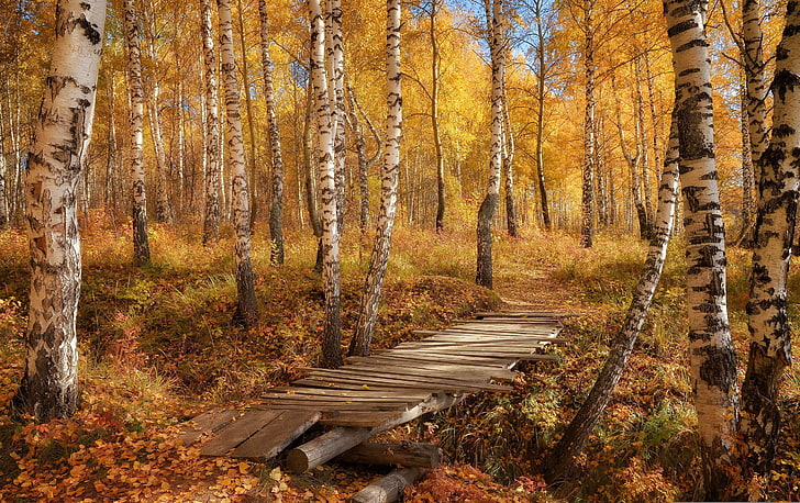 brown slatted flat deck, autumn, nature, birch, forest, tree