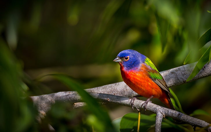 Painted Bunting Bird Scientific Name Passerina Ciris The Only Bird In The Us With Blue Head And Red Floor 4k Uhd Wallpapers For Desktop 3840×2400