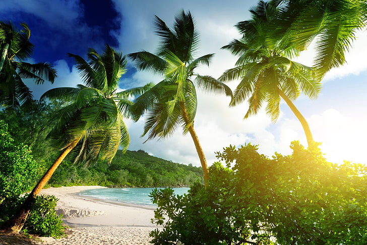 beach, landscape, palm trees, tropical, tropical climate, sky, HD wallpaper