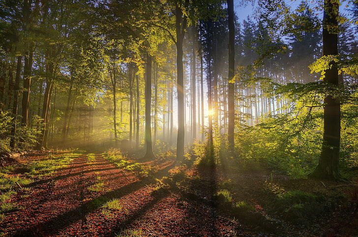 forest trail, landscape photograph sun rays in forest, trees, HD wallpaper