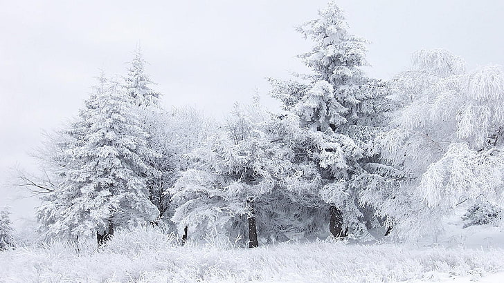 tree covered of snow, winter, trees, nature, cold temperature
