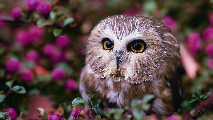 owl, cute, bird, eyes, HD wallpaper