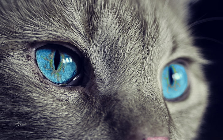 blue-eyed grey cat, face, blue eyes, animal, pets, domestic Cat