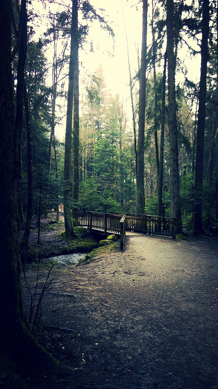 brown wooden bridge, nature, forest, peaceful, tree, woodland