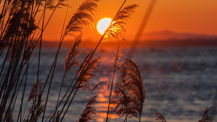 evening, sunset, reed, lake, horizon, afterglow, calm, reeds
