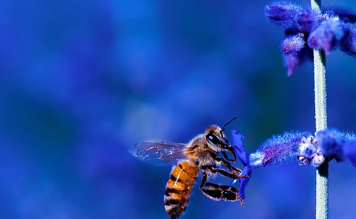 Honey Bee, Blue Lavender Flowers, Animals, Insects, Nature, Night, HD wallpaper