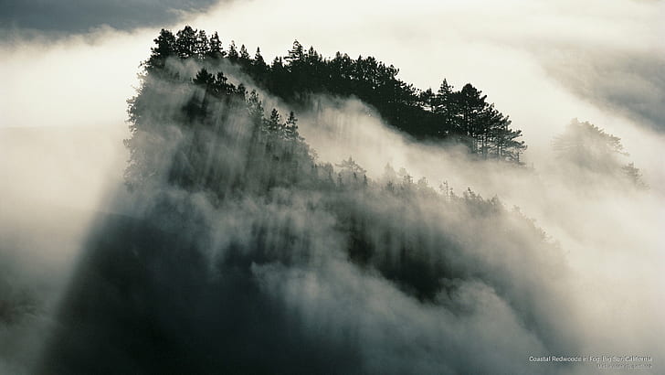 Coastal Redwoods in Fog, Big Sur, California, Nature, HD wallpaper
