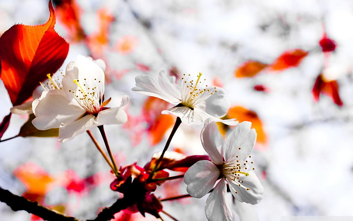 white cherry blossom flowers, spring, white flowers, nature, flowering plant