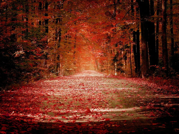 leaves, forest, road, fall, grass, trees