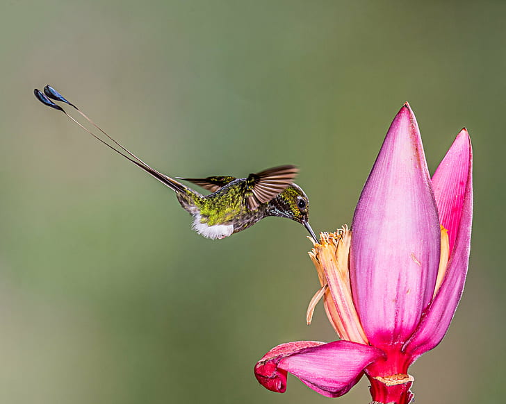 green Hummingbird and pink petaled flower, booted racket-tail, booted racket-tail