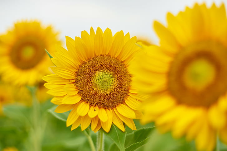 close view of a Sunflower farm, Pure, None, Super, Takumar, F1.4