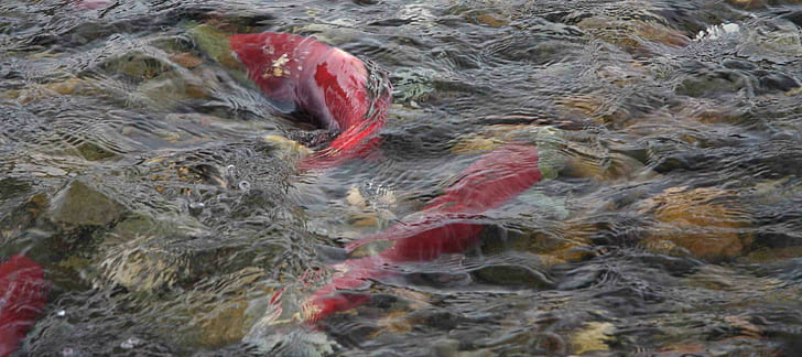 Salmon Fish River Underwater Pictures, three red fishes