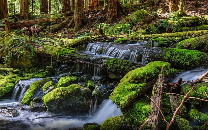 Olympic National Park In Washington Water Fall Green Moss Arp Fallen Trees Near Sol Duc Falls Landscape Nature Wallpaper Hd For Mobile Phones & Computer 3840×2400, HD wallpaper