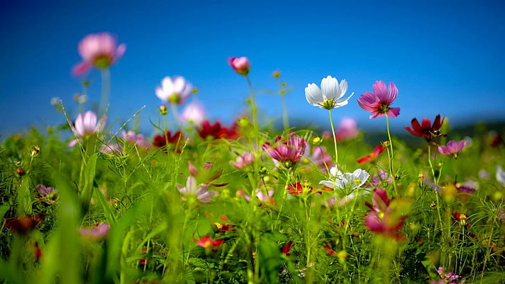 Spring Flower White Red Pink Daisies Picture Windows Theme Wallpaper Hd 1920×1080