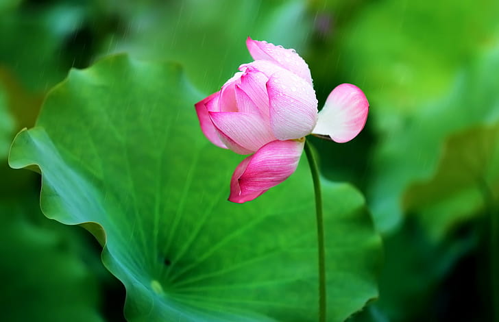 pink flower, Raindrops, falling on, on my face, 蓮花, LOTUS