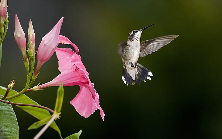Hummingbird flying, pink flowers
