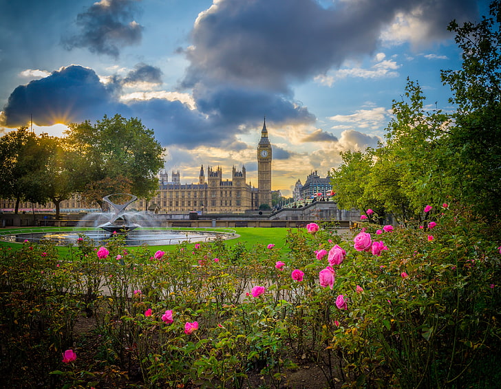 pink roses, flowers, Park, England, London, Big Ben, fountain, HD wallpaper