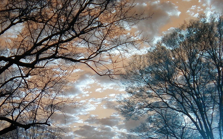 nature, clouds, silhouette, winter, trees, sky, cloud - sky
