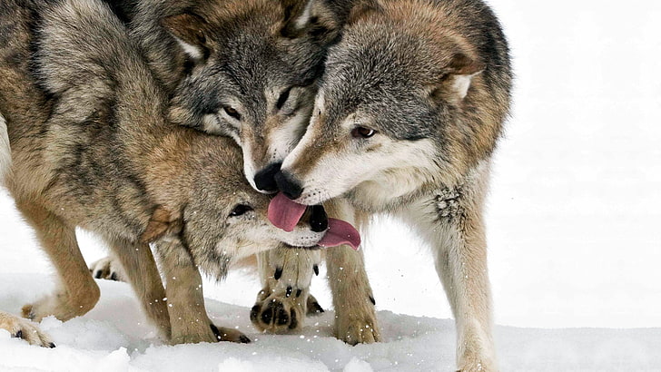 three brown wolves, pack, Wolf, snow, winter, gray Wolf, animal