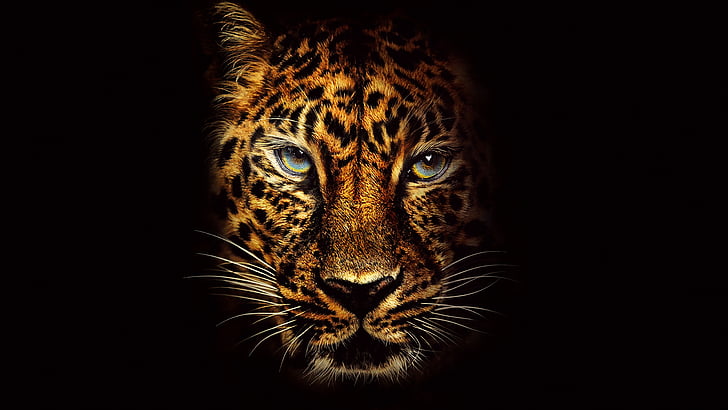 43 Jaguar Animal Wallpaper  WallpaperSafari