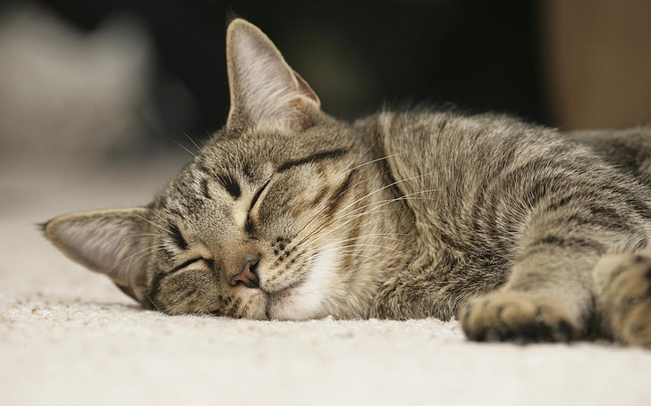 brown tabby cat sleeping on floor, domestic, pets, animal, animal themes, HD wallpaper
