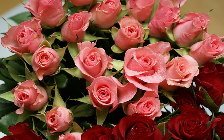 pink rose bouquet, roses, flowers, much, different, drops, rose - Flower, HD wallpaper