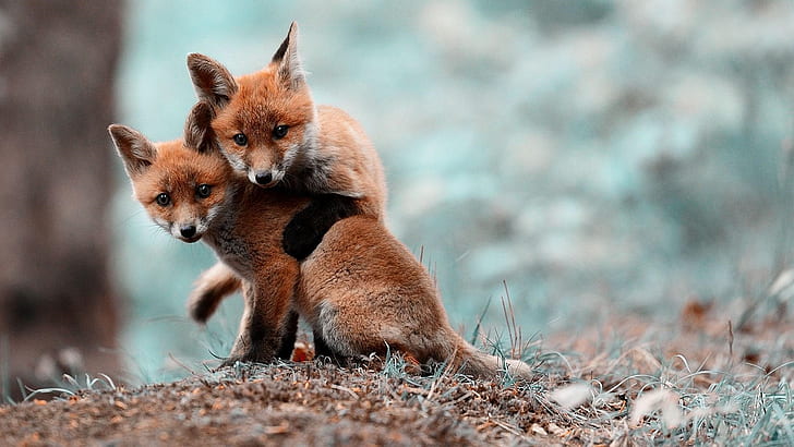 Two cute little foxes, HD wallpaper