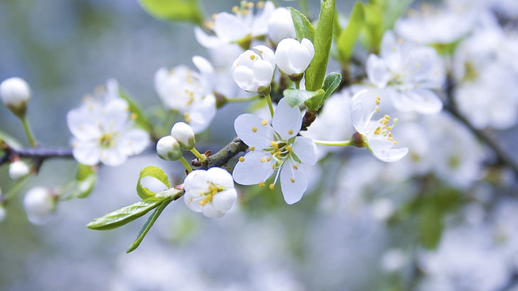 white petaled flower, spring, branch, apple, flowering, nature, HD wallpaper