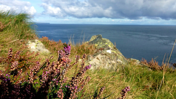 Northern Ireland, coastline, sea, beauty in nature, plant, flower, HD wallpaper
