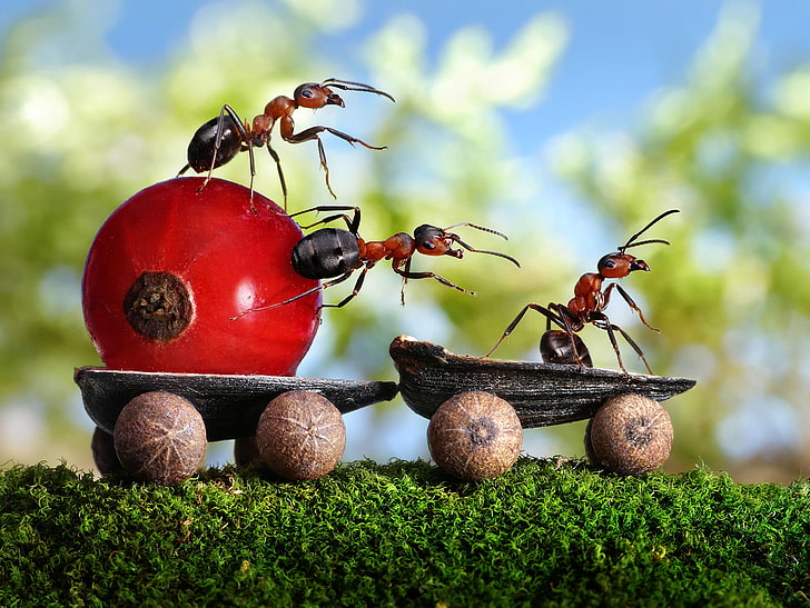 nature, insect, macro, depth of field, Photoshop, seeds, fruit, HD wallpaper