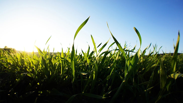 green grass, blurred, depth of field, nature, landscape, clear sky, HD wallpaper