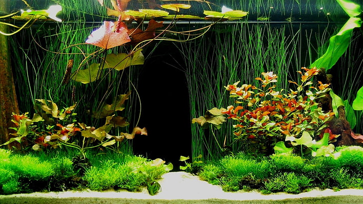aquarium, plant, flower, flowering plant, growth, nature, beauty in nature, HD wallpaper