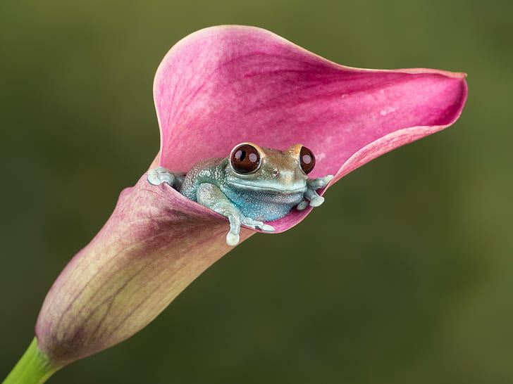 green tree frog on a pink Calla Lily closeup photography, Ruby