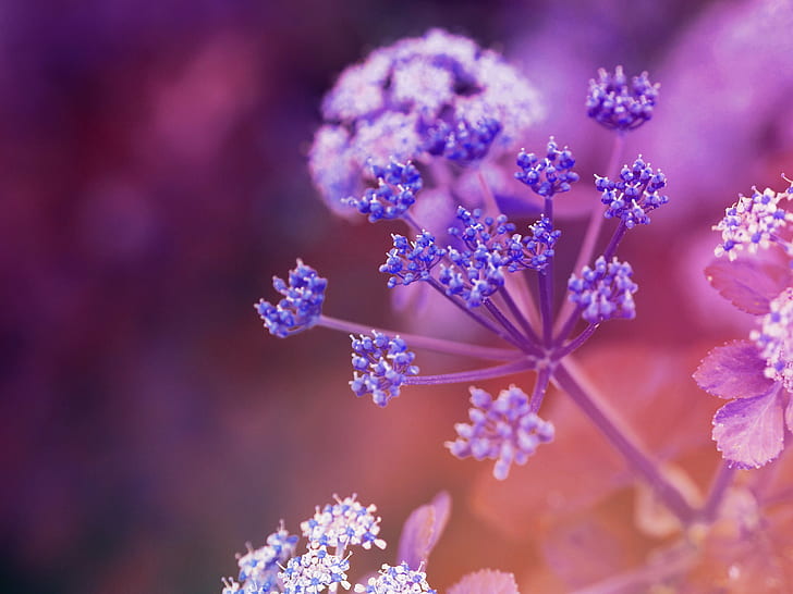 purple petaled flower in closeup photography, mood, Bokeh, Olympus