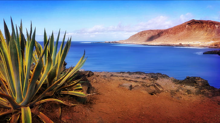 photo of snake plant beside body of water, gran canaria, gran canaria