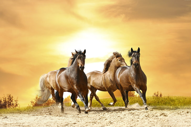 HD wallpaper: 8k, cute animals, horses | Wallpaper Flare