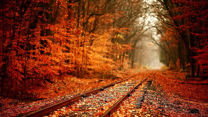brown train rain, nature, trees, forest, leaves, fall, plants, HD wallpaper
