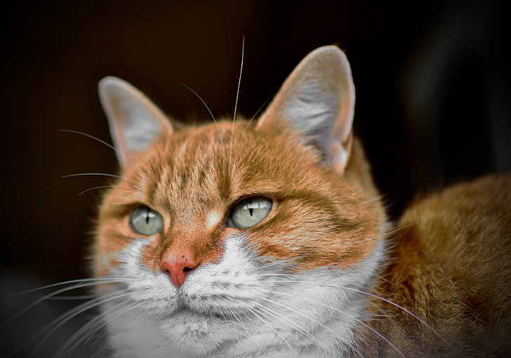cat, green eyes, animals, HD wallpaper