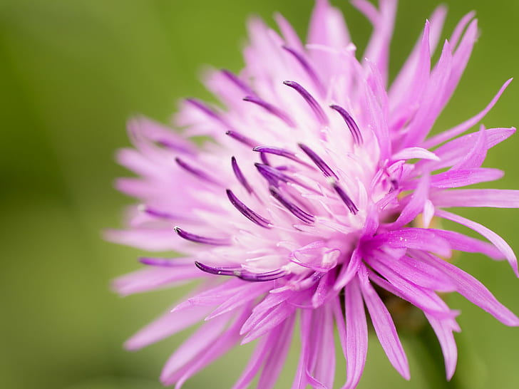 purple petaled flower, Blume, nature, pink Color, plant, close-up