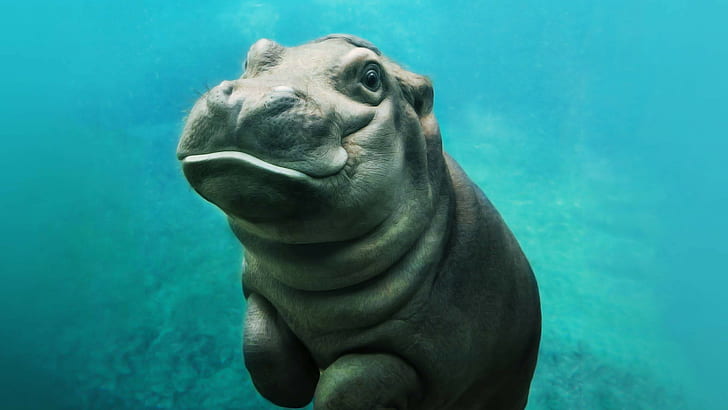 Baby hippo 1080P, 2K, 4K, 5K HD wallpapers free download | Wallpaper Flare