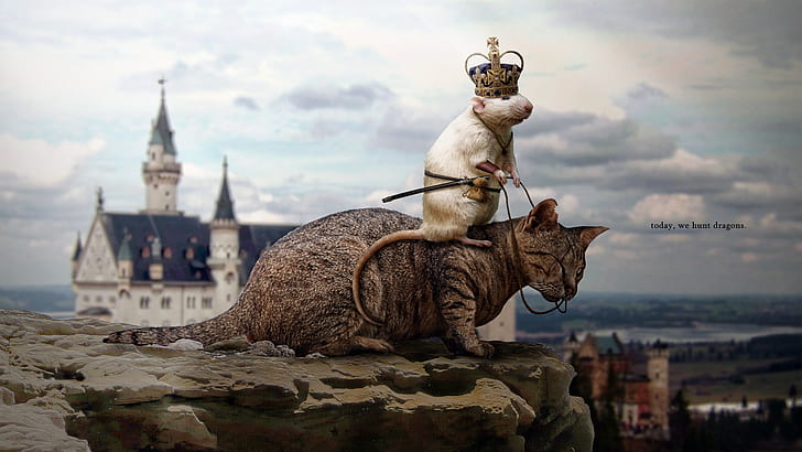 Today, we hunt dragons, brown tabby cat and white mice, HD wallpaper